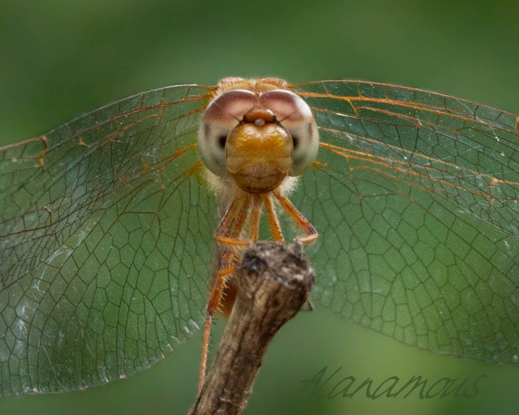 insect, anthropoda, invertebrate, macro, bug, nature, close-up, close up, insect photography, macro photography, nature photography, orange meadowhawk