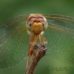 insect, anthropoda, invertebrate, macro, bug, nature, close-up, close up, insect photography, macro photography, nature photography, orange meadowhawk