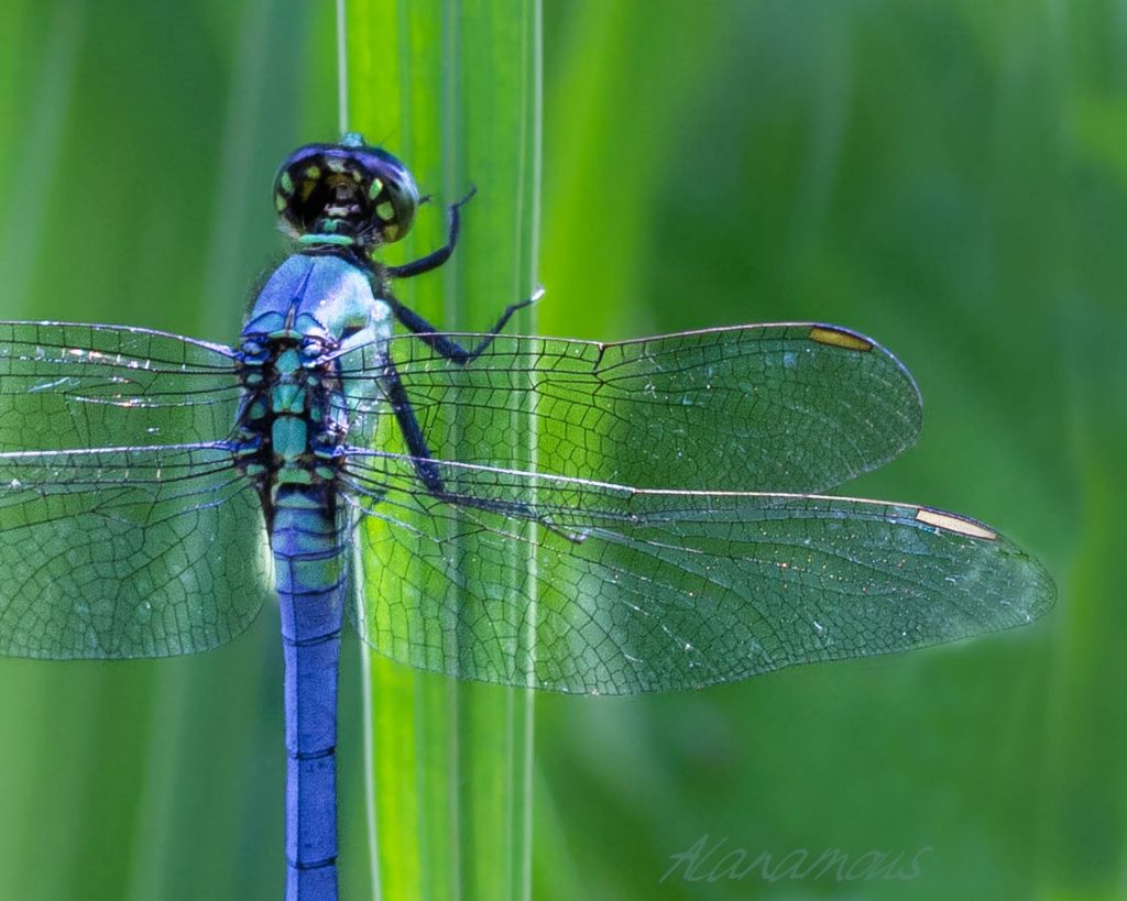 insect, anthropoda, invertebrate, macro, bug, nature, close-up, close up, insect photography, macro photography, nature photography, great blue skimmer