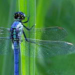 insect, anthropoda, invertebrate, macro, bug, nature, close-up, close up, insect photography, macro photography, nature photography, great blue skimmer
