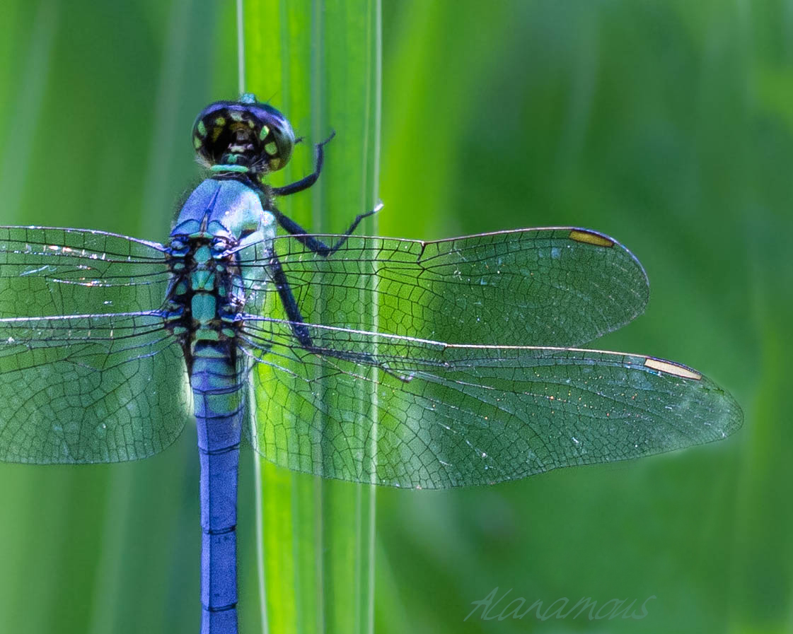 insect, anthropoda, invertebrate, macro, bug, nature, close-up, close up, insect photography, macro photography, nature photography, great blue skimmer