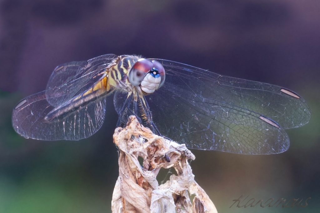 insect, anthropoda, invertebrate, macro, bug, nature, close-up, close up, dragonfly, blue dasher, longipenis, rainbow, blue, female, Pachydiplax longipennis, insect photography, macro photography, nature photography