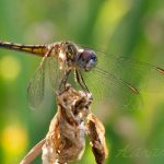 insect, anthropoda, invertebrate, macro, bug, nature, close-up, close up, dragonfly, blue dasher, longipenis, rainbow, blue, female, Pachydiplax longipennis, insect photography, macro photography, nature photography