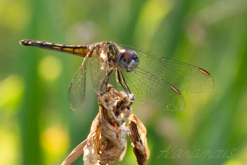 insect, anthropoda, invertebrate, macro, bug, nature, close-up, close up, dragonfly, blue dasher, longipenis, rainbow, blue, female, Pachydiplax longipennis, insect photography, macro photography, nature photography