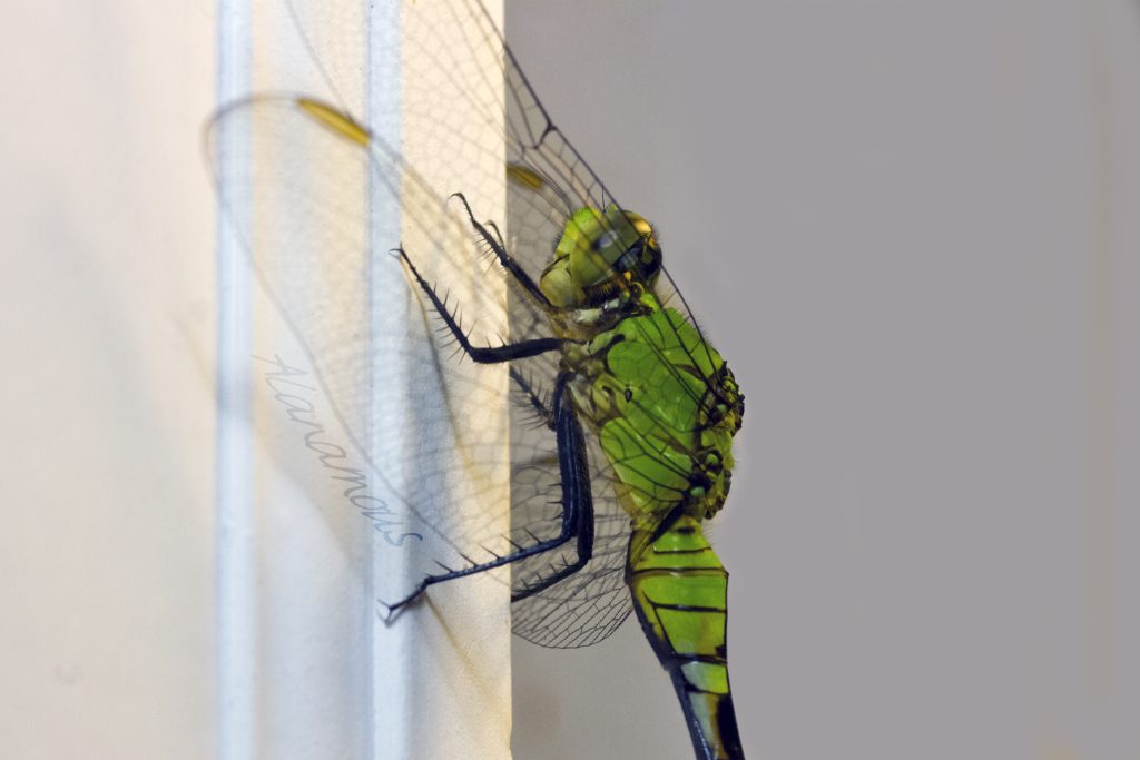 insect, anthropoda, invertebrate, macro, bug, nature, close-up, close up, insect photography, macro photography, nature photography, eastern pondhawk