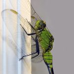 insect, anthropoda, invertebrate, macro, bug, nature, close-up, close up, insect photography, macro photography, nature photography, eastern pondhawk