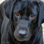 Head and face of lack labrador with amber eyes looking forward.