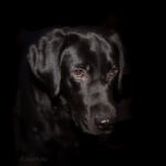 head and face of black labrador on black background