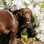 Chocolate labrador stands and smiles in white azaleas.