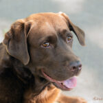 smiling face of chocolate labrador.