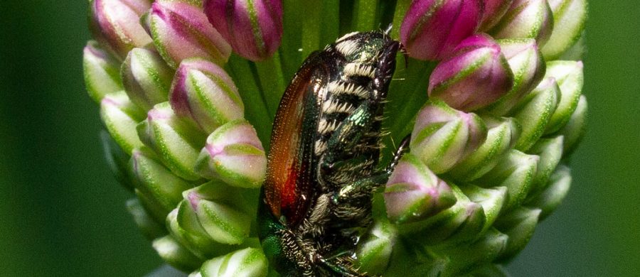 Alanamous, Japanese beetle, Popillia japonica, green, beetle, Scarabaeidae, animal, anthropod, beetle, bug, coleopteran, bug, insect, nature, insect, anthropoda, invertebrate, macro, bug, nature, close-up, close up, nature photography, insect photography, Alanamous, Alana Glaves, Norfolk, Virginia, VA, Virginia, Virginia photographer, Tidewater, Hampton Roads, Coastal Virginia, Hampton, Newport News, Virginia Beach, Suffolk, Portsmouth, photography, allium, flower, floral, pink, bloom, blossom, upside down, bug