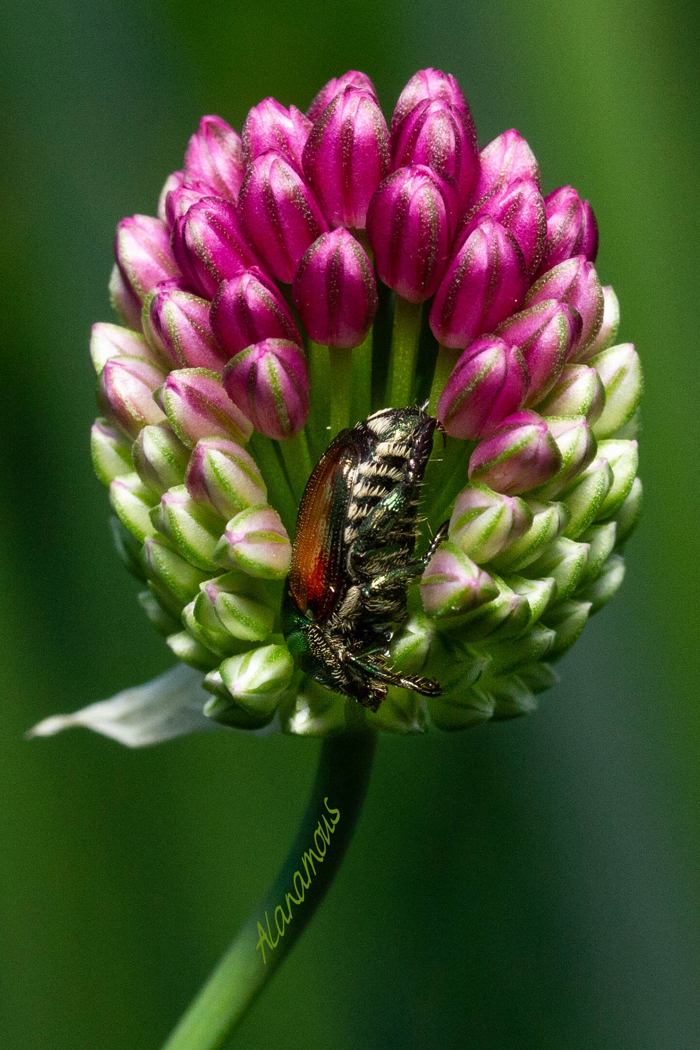 Alanamous, Japanese beetle, Popillia japonica, green, beetle, Scarabaeidae, animal, anthropod, beetle, bug, coleopteran, bug, insect, nature, insect, anthropoda, invertebrate, macro, bug, nature, close-up, close up, nature photography, insect photography, Alanamous, Alana Glaves, Norfolk, Virginia, VA, Virginia, Virginia photographer, Tidewater, Hampton Roads, Coastal Virginia, Hampton, Newport News, Virginia Beach, Suffolk, Portsmouth, photography, allium, flower, floral, pink, bloom, blossom, upside down, bug