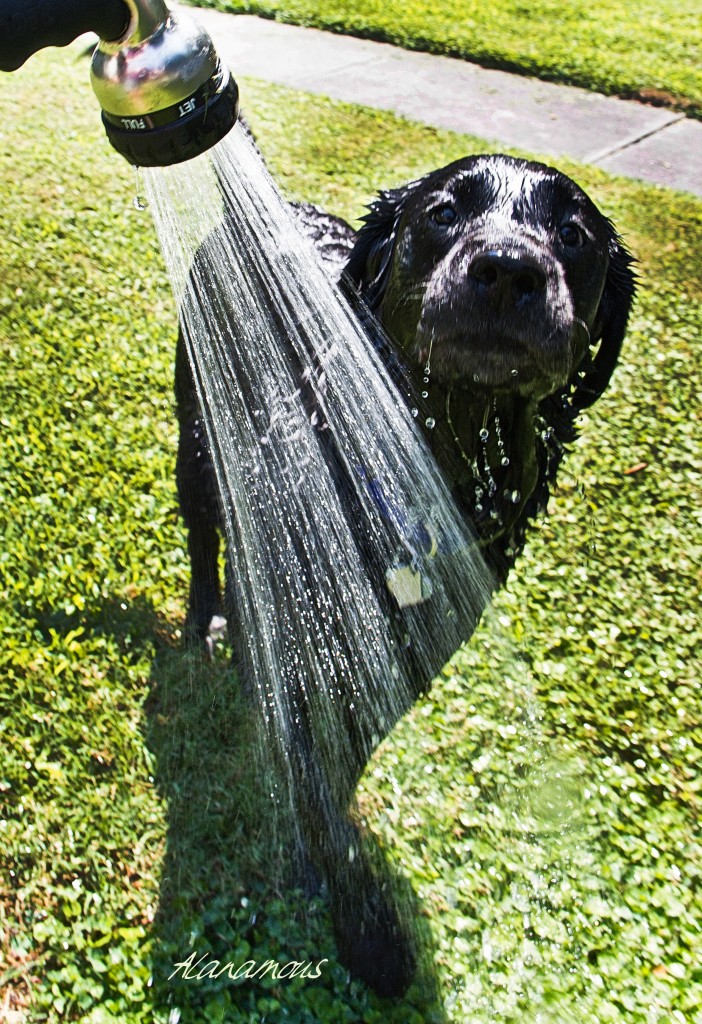 emotion, expression, black, English, lab, labrador, retriever, expressions, labrador retriever, English labrador retriever, hose, spray, Moose, shower, hose, water, nozzle, garden, English, dog, puppy, pooch, drip, dripping, droplets, fun, water dog