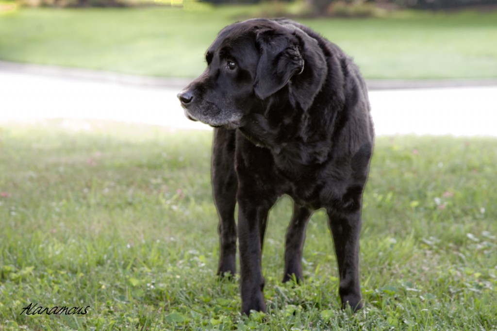 black, labrador, retriever, best, dog, pooch, puppy, expression, wisdom, serious